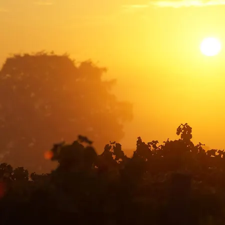 Apartament Weingut Michael Gruenewald Soehne Bingen am Rhein